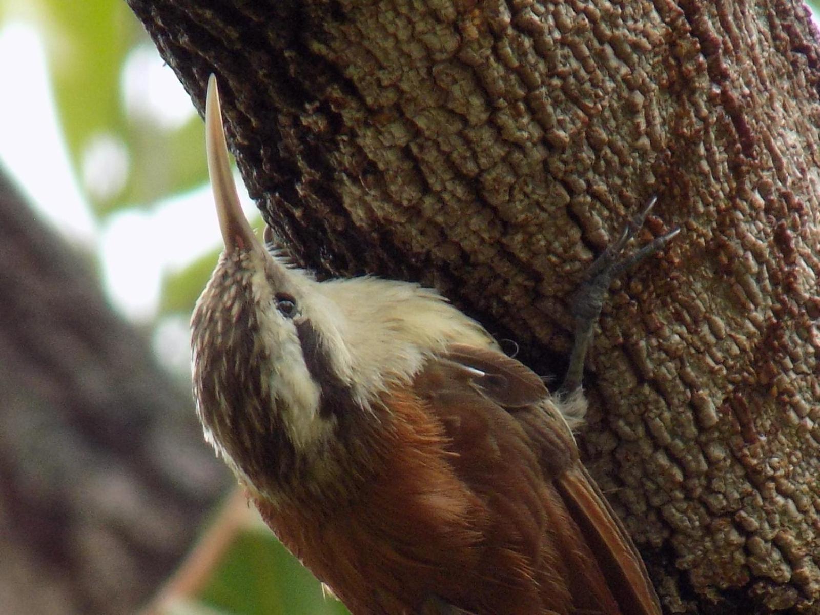 Pousada Fenix Pirenópolis Zewnętrze zdjęcie