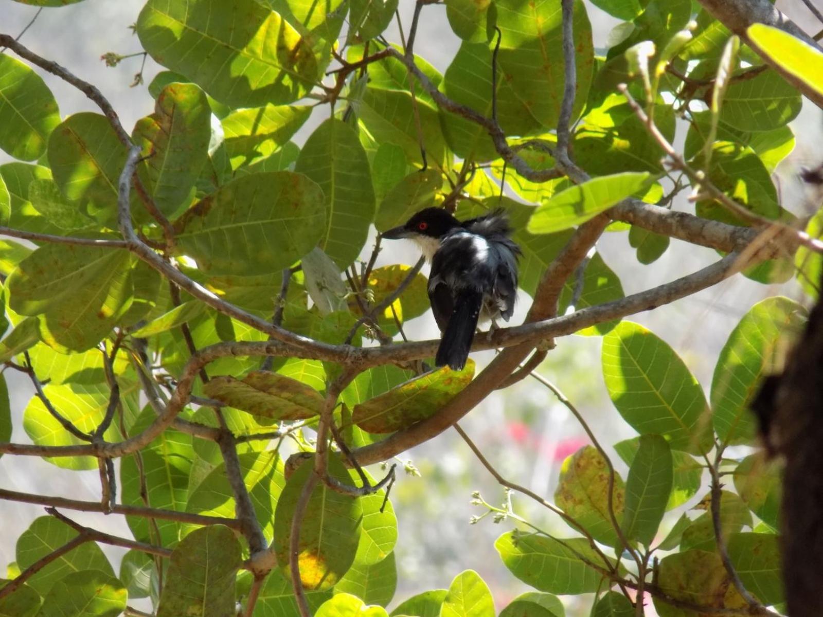Pousada Fenix Pirenópolis Zewnętrze zdjęcie